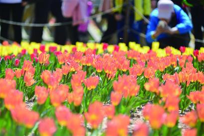 青岛小长假首日发送13万余人