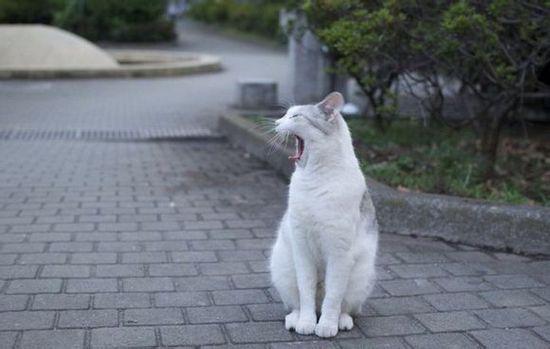 http://attach.bbs.china.com.cn/forum/201404/01/172358iqmr075887twpwyz_small.jpg