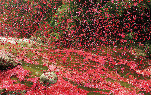 petals floating in a river 河面上浮着花瓣