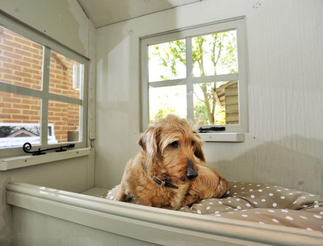 英男子斥资3万元为爱犬建造豪华狗屋