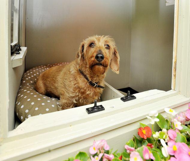 英男子斥资3万元为爱犬建造豪华狗屋