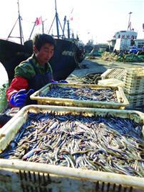 面条鱼捞金季村民忙不停：夜里煮白天晒