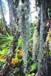植物馆无根草无叶树受追捧 形态特殊有趣