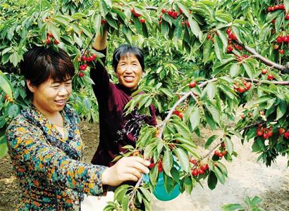 青岛樱珠打飞的远销国外 最远卖到新马泰