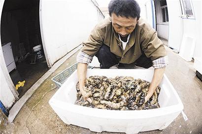 鲜海参50元/斤卖出海米价 养殖户亏损待转行