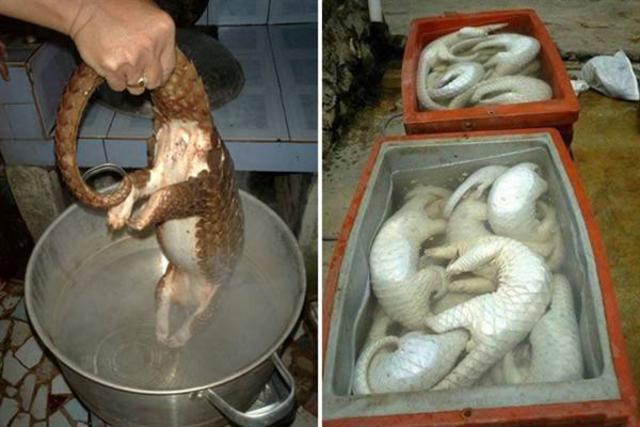 在我国南方和东南亚地区，穿山甲由于其“大补”的传言而被大量捕杀食用。