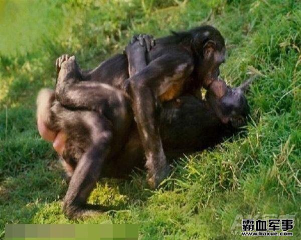 大猩猩交配姿势太销魂：花样酷似人类男女野战