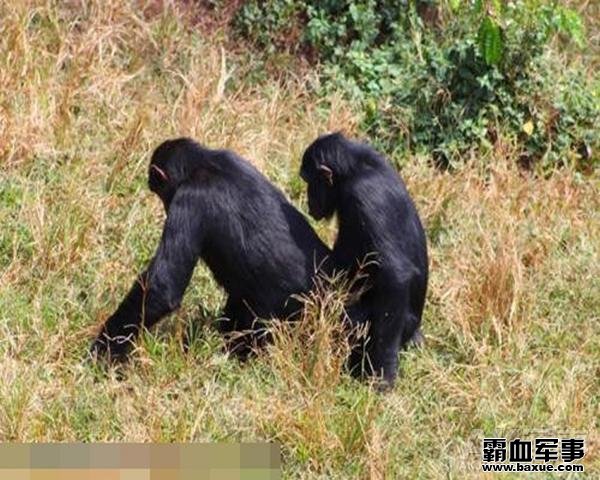 大猩猩交配姿势太销魂：花样酷似人类男女野战